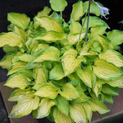 Hosta 'Faithful Heart'